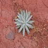 Plants: image 84 Of 86 Thumb
